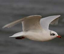 Mediterranean Gull