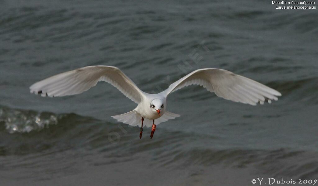 Mouette mélanocéphale