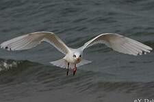 Mouette mélanocéphale