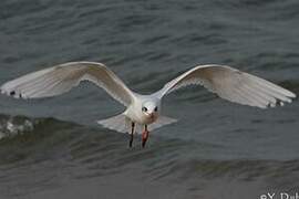 Mouette mélanocéphale