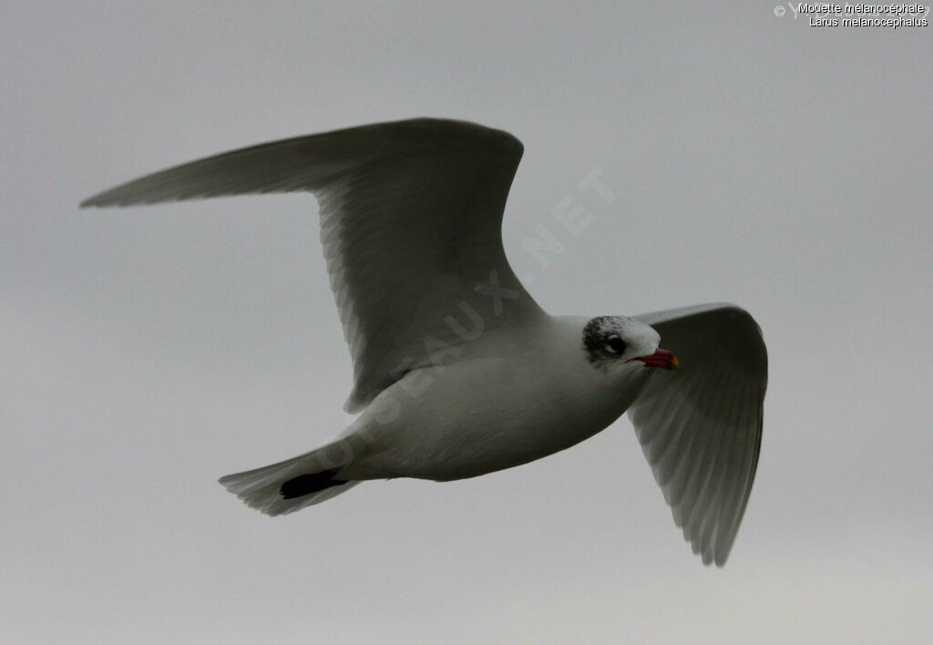 Mouette mélanocéphale