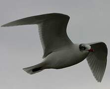 Mediterranean Gull