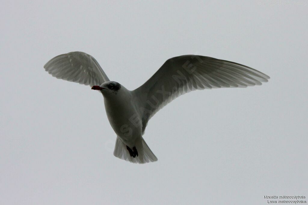 Mouette mélanocéphale, Vol