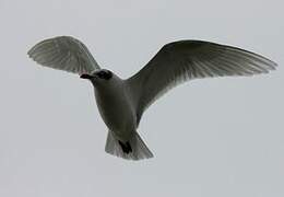 Mediterranean Gull