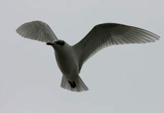 Mouette mélanocéphale