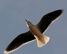 Mouette pygmée