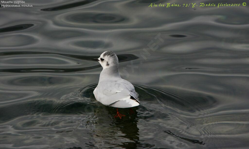 Little Gull