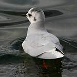 Mouette pygmée