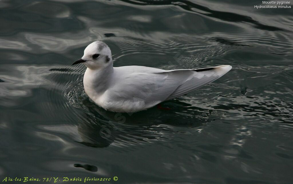 Little Gull