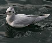 Mouette pygmée