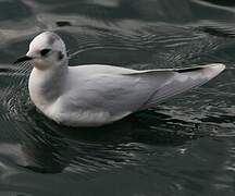 Mouette pygmée