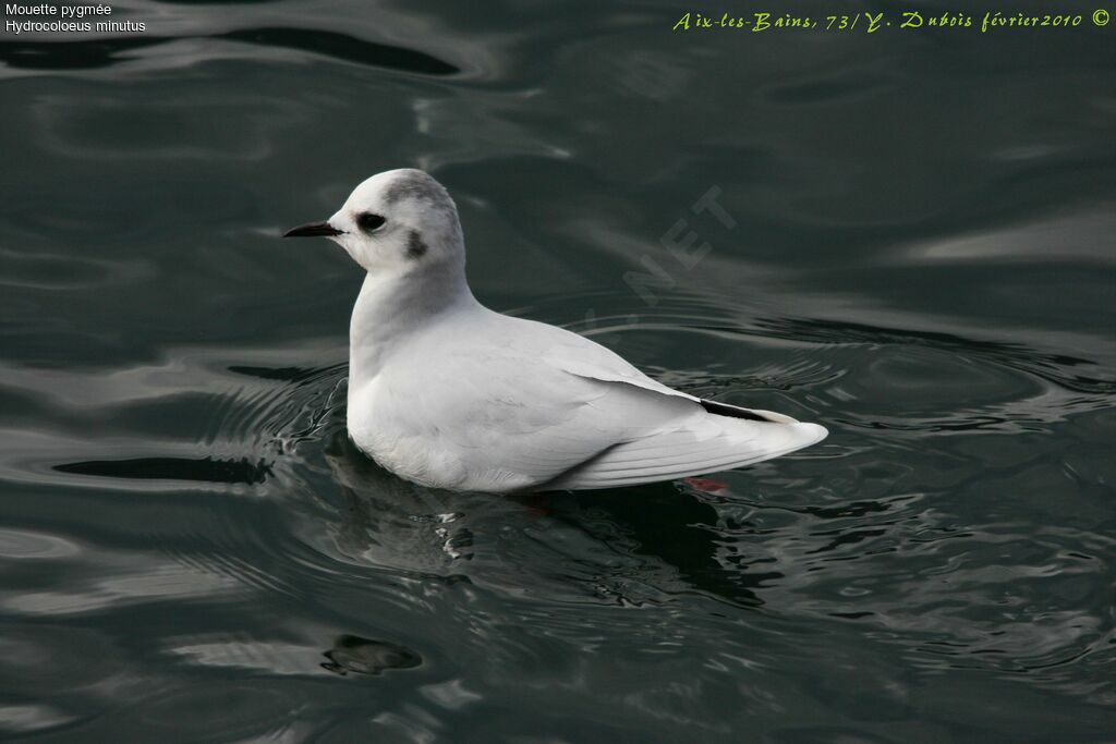 Little Gull