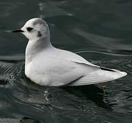 Mouette pygmée