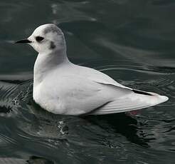 Mouette pygmée