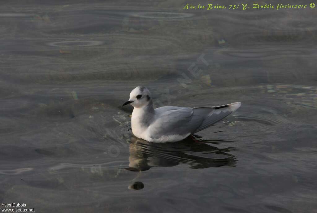 Mouette pygmée