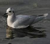 Mouette pygmée