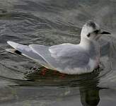 Mouette pygmée