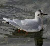 Little Gull