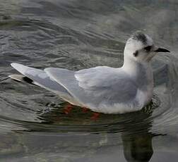 Mouette pygmée