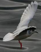 Little Gull