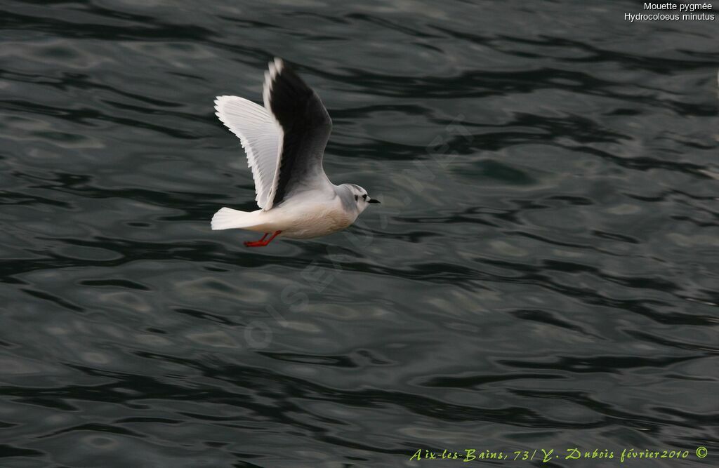 Mouette pygmée