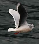 Mouette pygmée