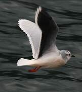 Little Gull