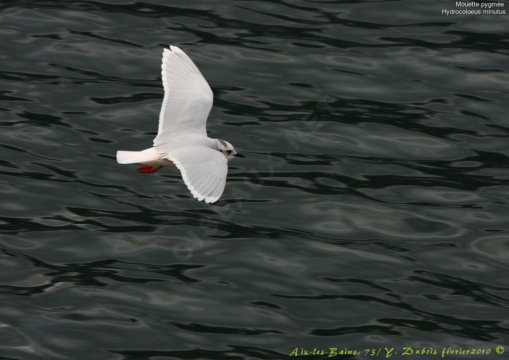 Little Gull