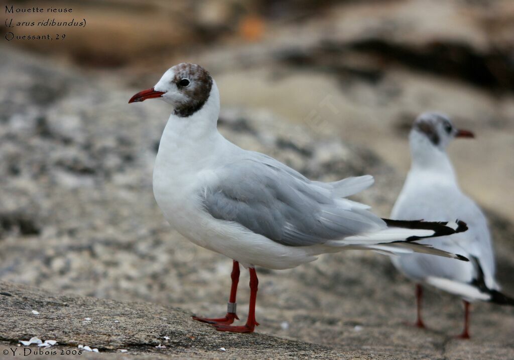 Mouette rieuse