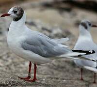 Mouette rieuse