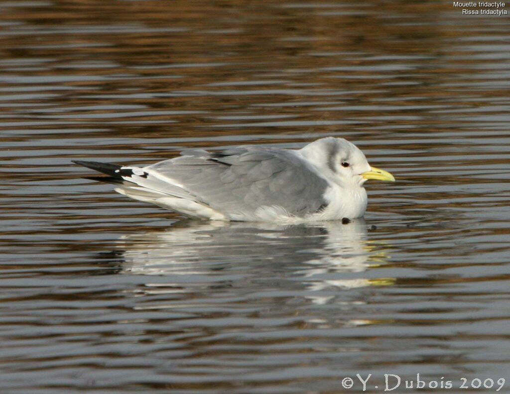 Mouette tridactyle