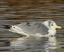 Black-legged Kittiwake