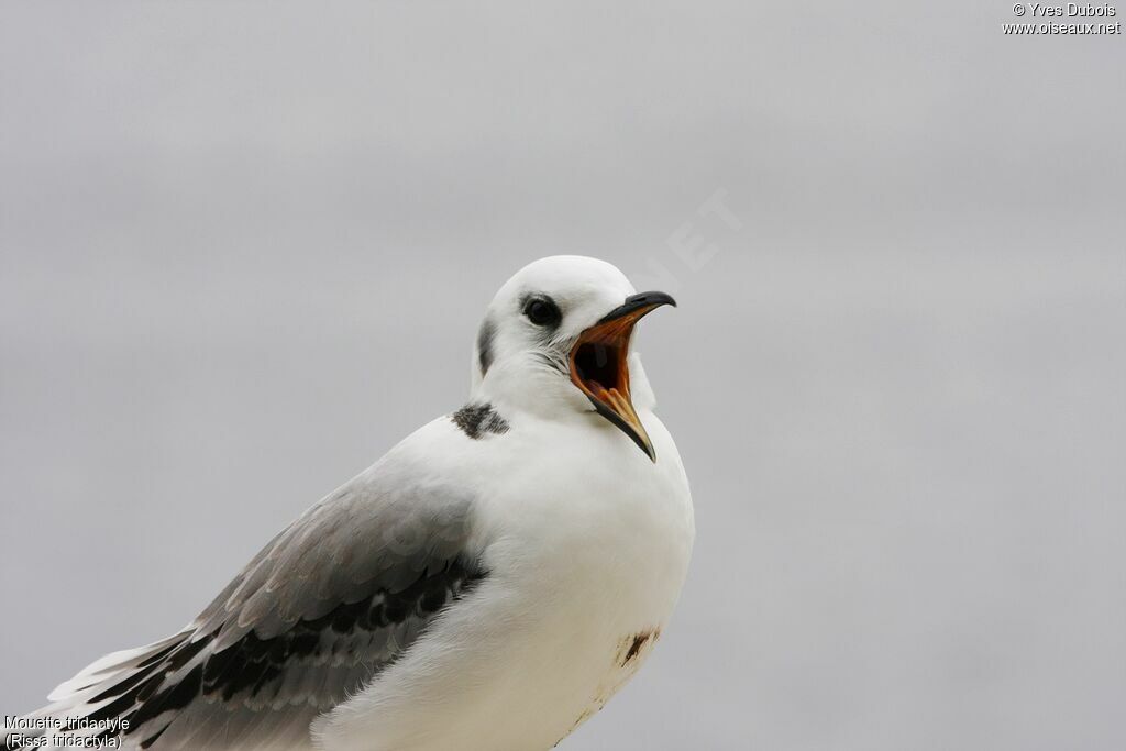 Mouette tridactyle