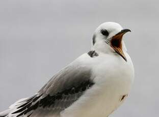 Mouette tridactyle