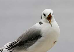 Mouette tridactyle