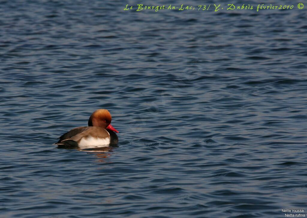 Red-crested Pochard