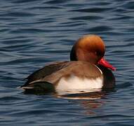 Red-crested Pochard