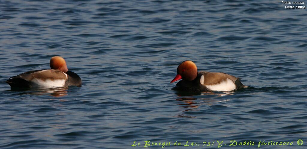 Red-crested Pochard