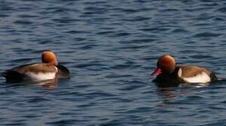 Red-crested Pochard