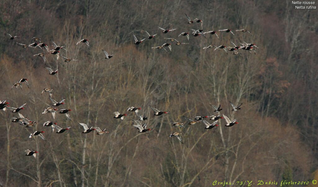 Red-crested Pochard