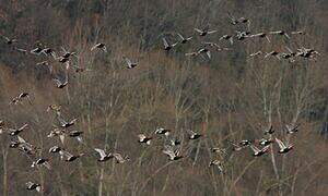 Red-crested Pochard