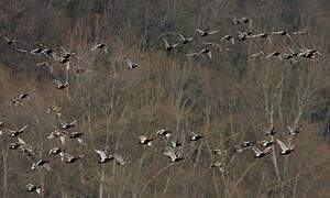 Red-crested Pochard