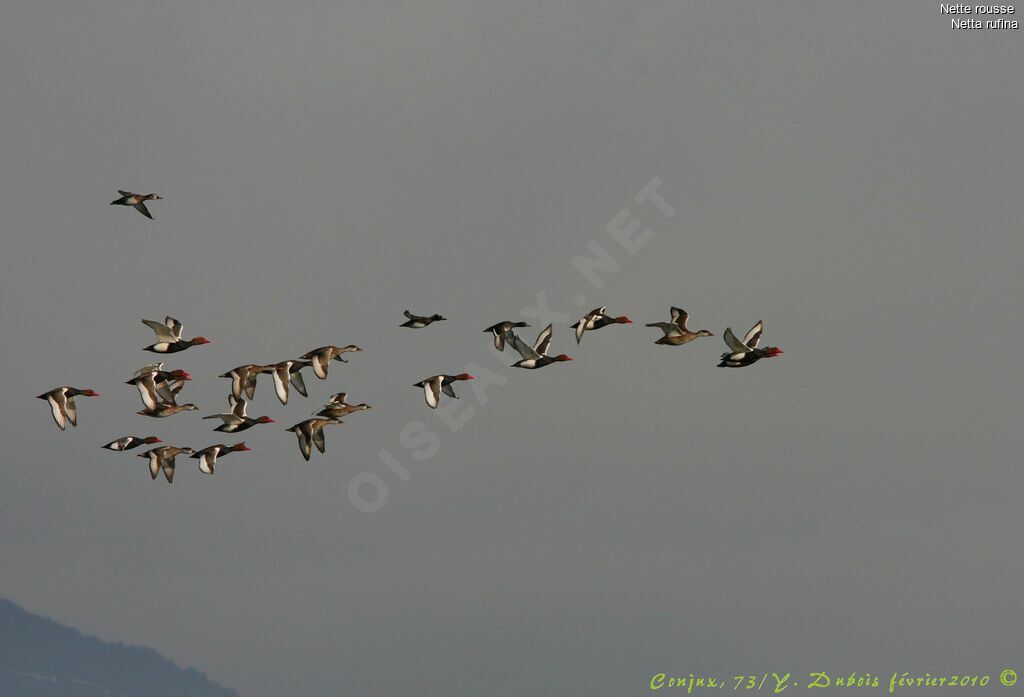 Red-crested Pochard