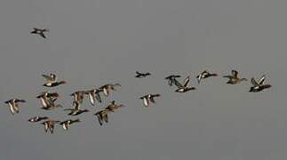 Red-crested Pochard