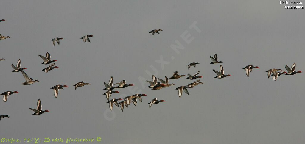 Red-crested Pochard