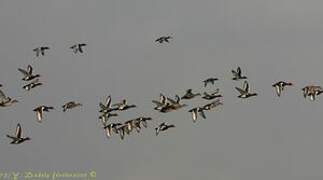 Red-crested Pochard