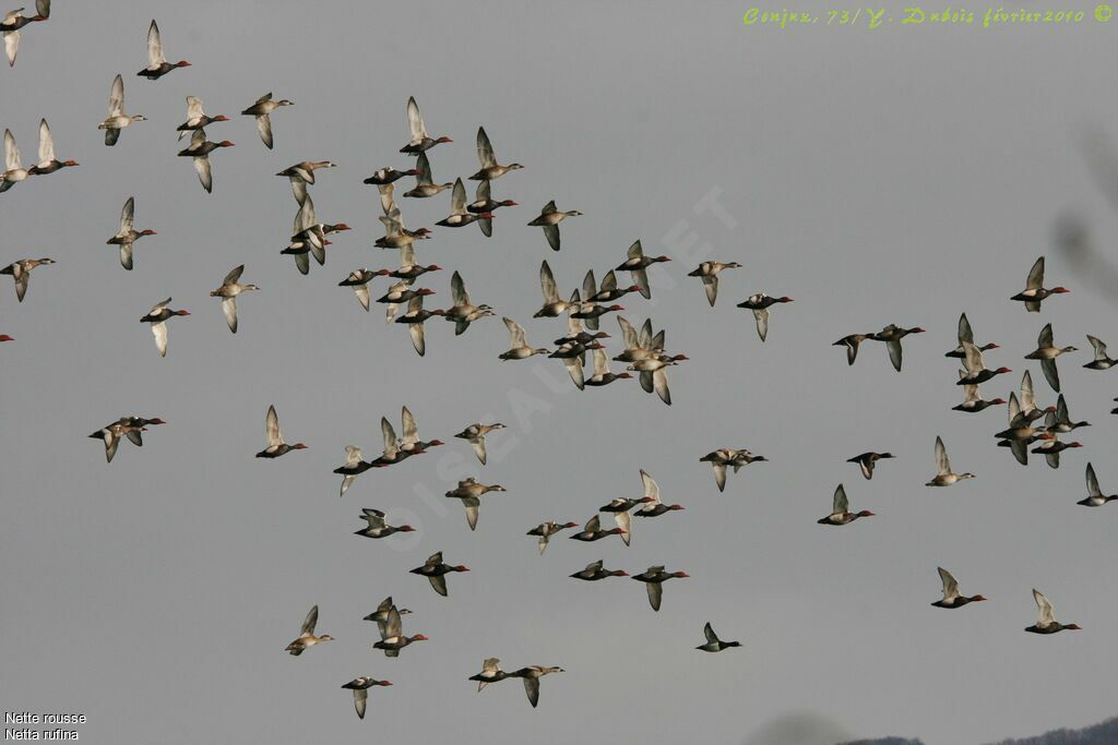 Red-crested Pochard