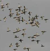 Red-crested Pochard