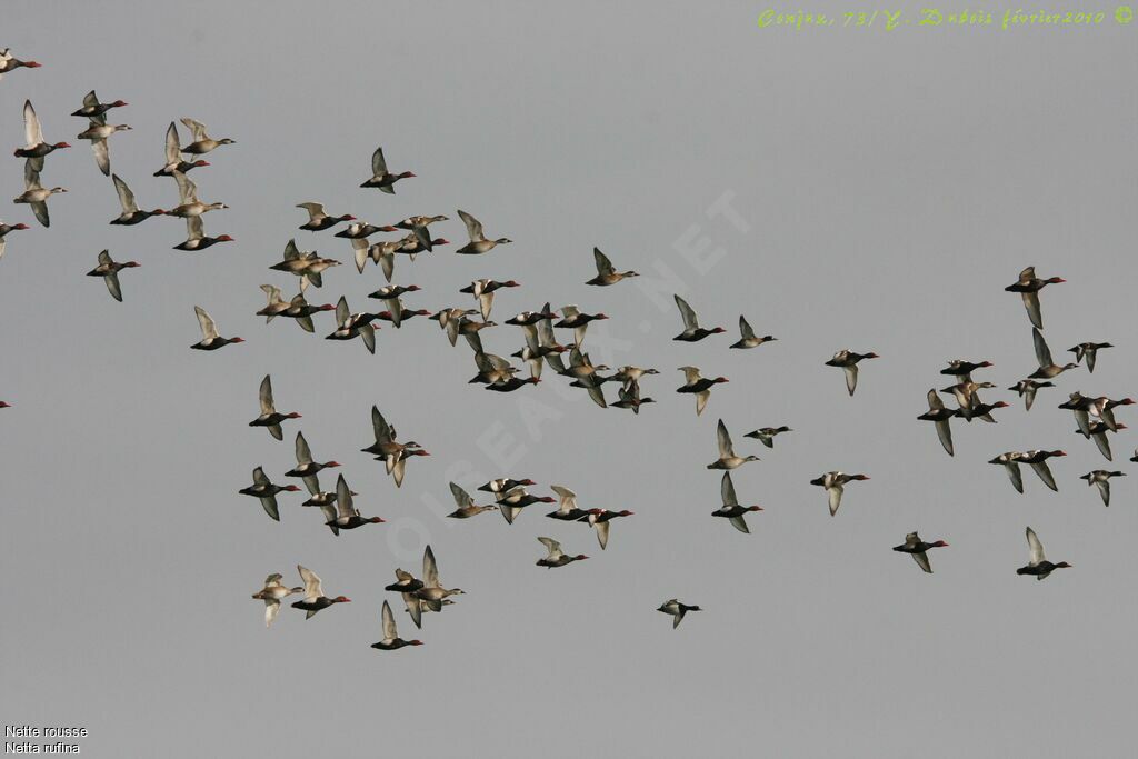 Red-crested Pochard