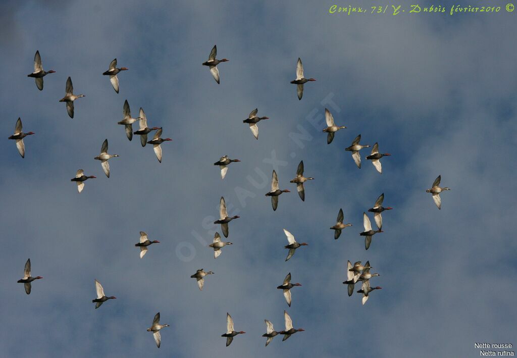 Red-crested Pochard